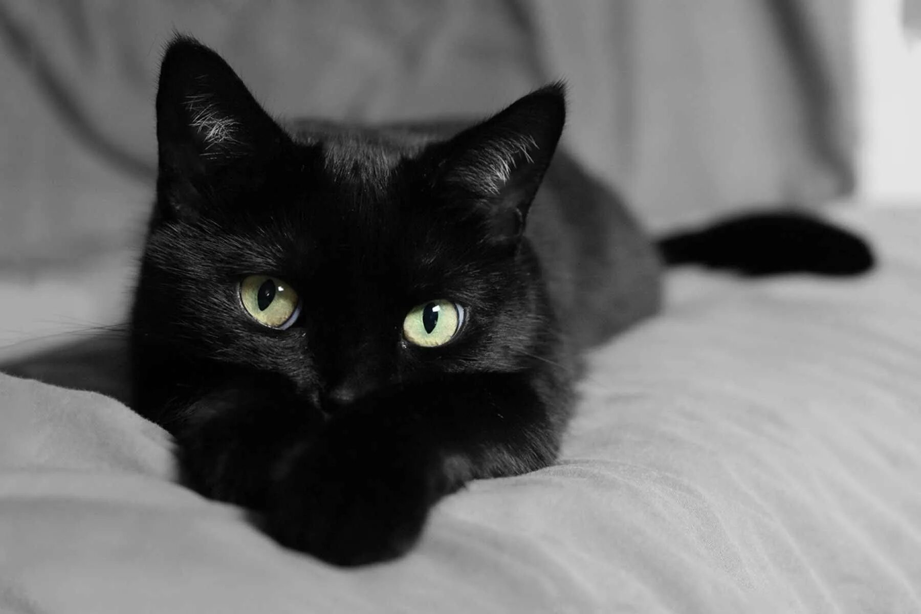 Конечно черные. Черная кошка. Красивый черный кот. Красивые черные коты. Красивая черная кошка.