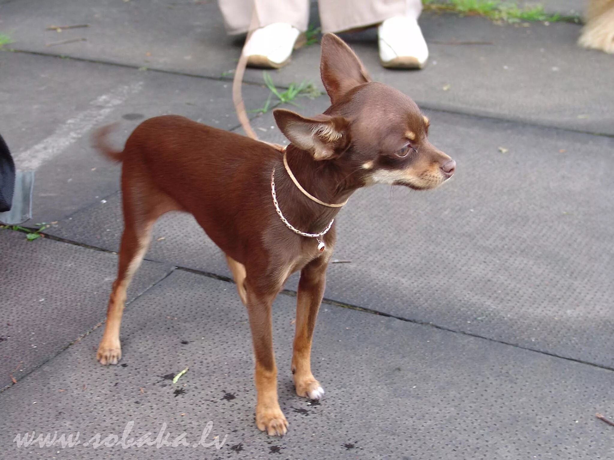 тойтерьеры короткошерстная. чихуахуа китайская хохлатая. собак маленькая на тонких ножках. русский той терьер гладкошерстный. маленькая собачка на тонких ножках порода.