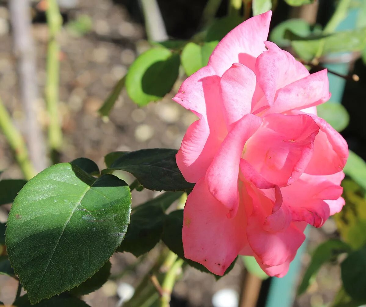 Флорибунда амстердам пинк. Пинк амстердам. Пинк амстердам. Пинк амстердам. Пинк амстердам.