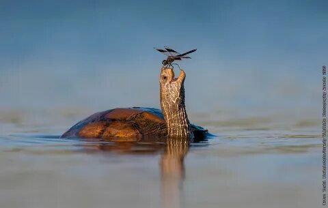 Wildlife photographer of the year 2024