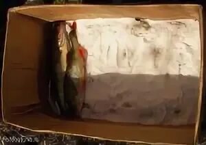 Ящик для сухого посола. Ящик для посола рыбы. Ящик для сухого посола рыбы. Сухой посол рыбы в деревянном ящике.