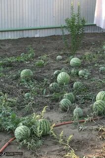 Можно сажать арбузы дыни