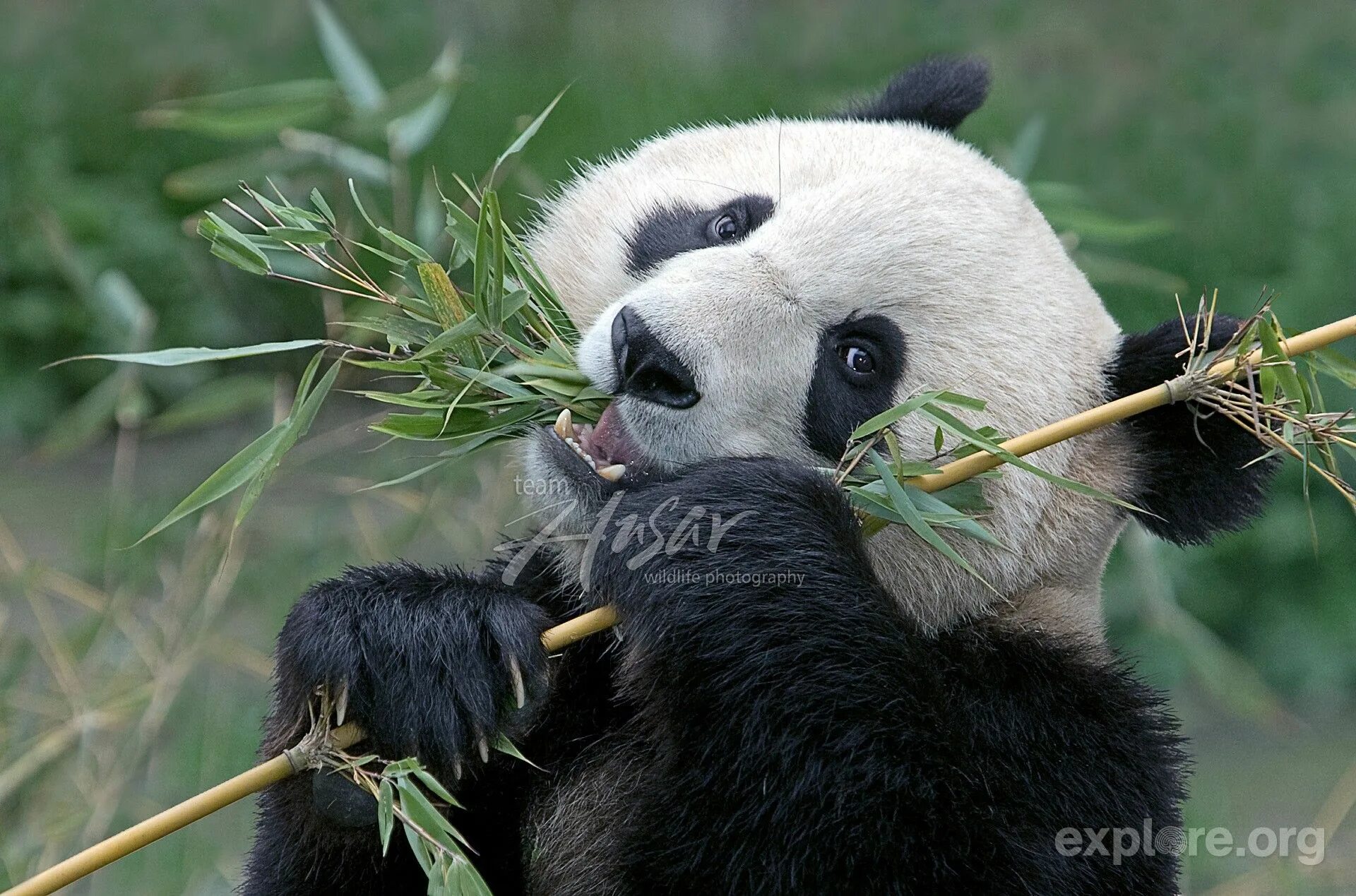 Большая панда что едят. Панда жует бамбук. Панда на бамбуке. Большая Панда. Питание панды.