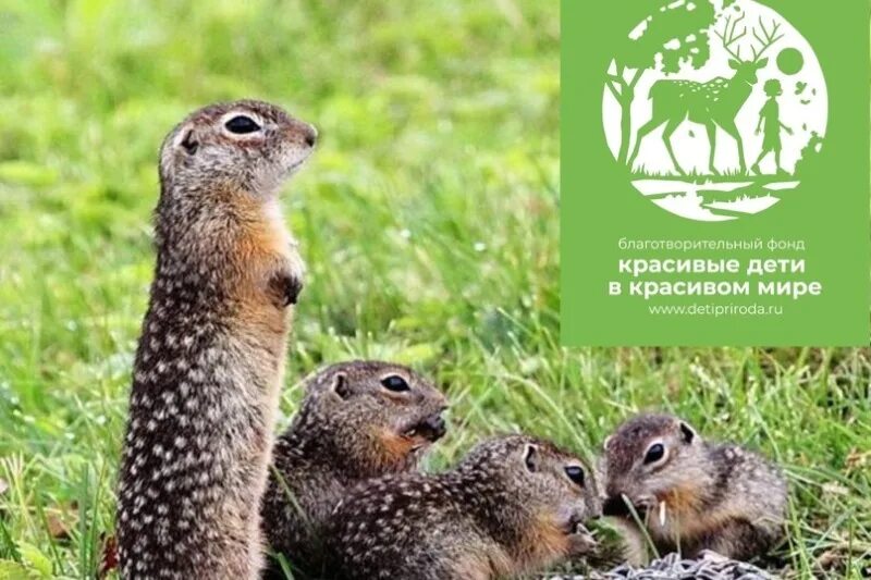 Крапчатый суслик степной. Крапчатый суслик. Суслик на грани исчезновения. Животное похожее на суслика только больше. Суслик степной.