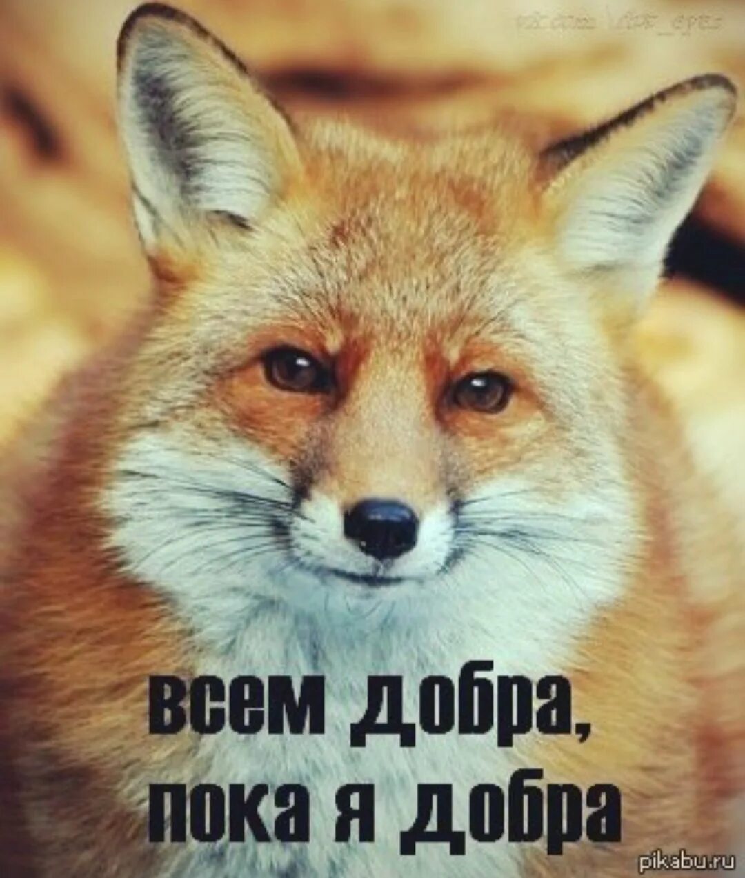 Доброе утро лис картинки. Лиса с надписью. доброе утро лисичка. с добрым утром лиса. лиса желает доброго утра.