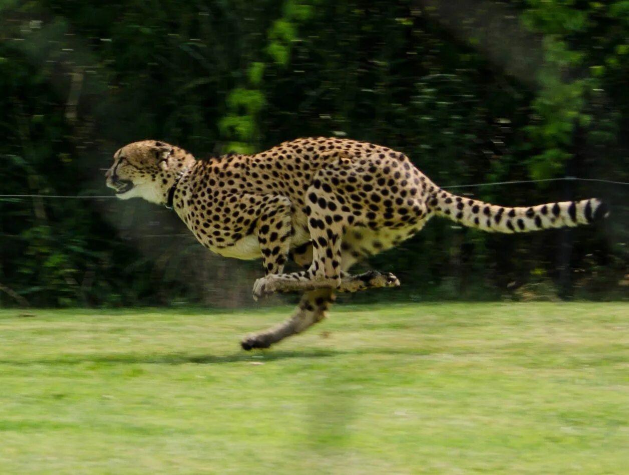 Леопард в прыжке и гепард. Леопард бежит. Гепард бежит. Гепард в беге.