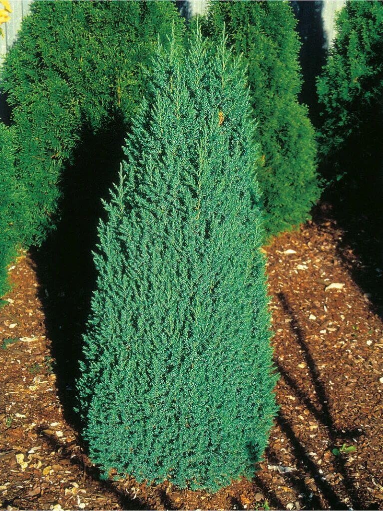 Juniperus chinensis