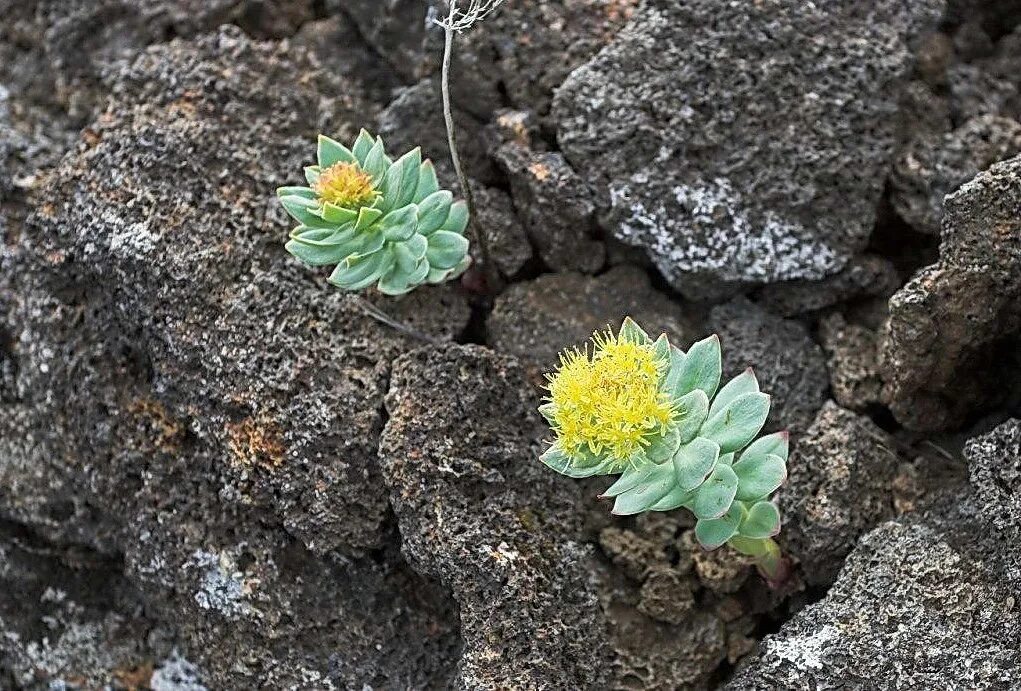 Золотой корень родиола. Родиола Арктическая. Родиола розовая - Rhodiola rosea l.. Родиола розовая на Полярном Урале.