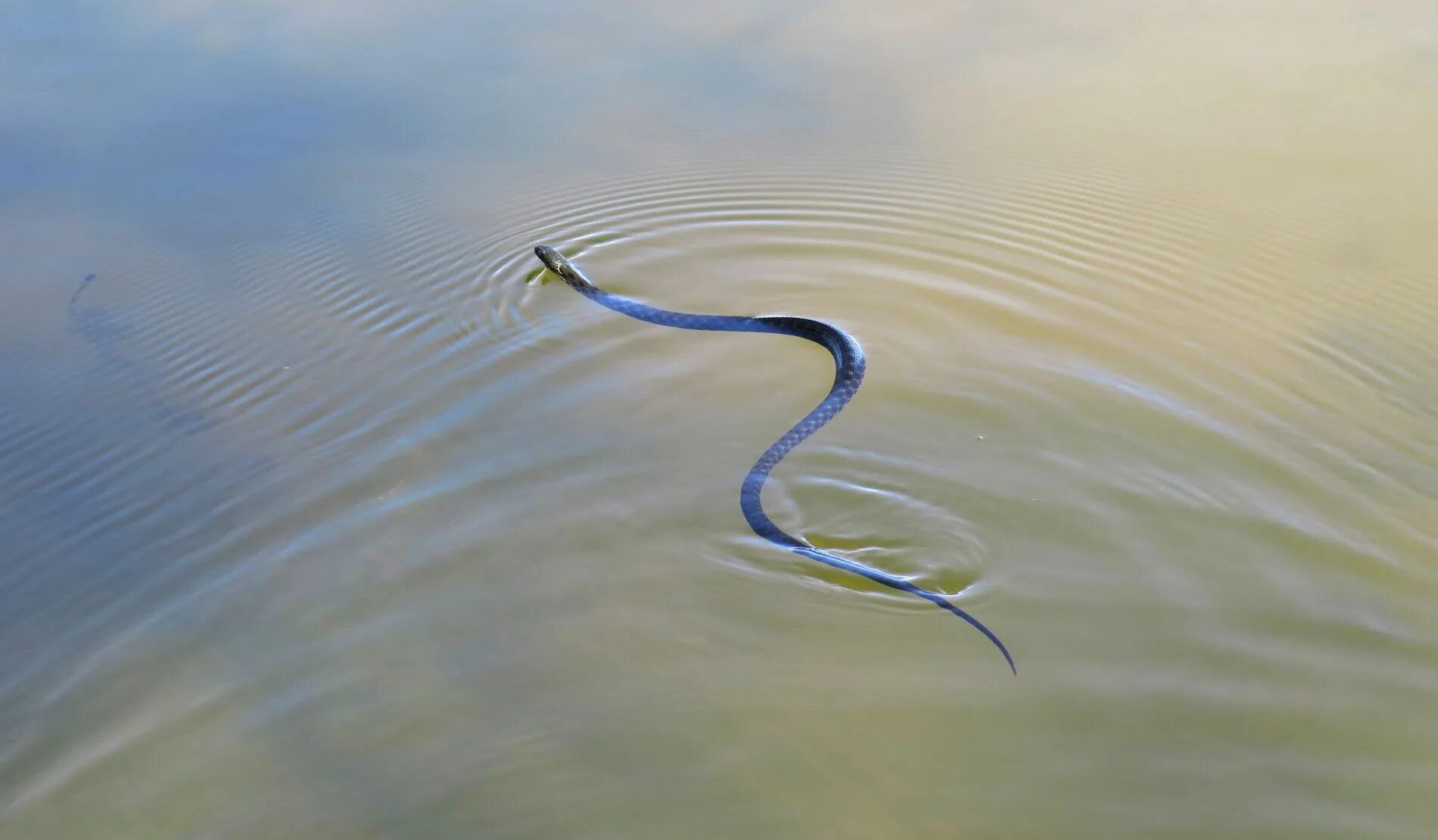 Водяная змейка. Водяной уж бычколов. Гадюка в озере. Бычколов змея Азовское море. Уж в воде.