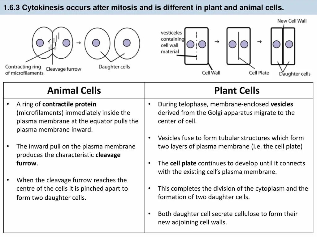 Different cells. Mitosis in plant and animal cells. plant cell and animal cell difference cell. cytokinesis plant cell. cytokinesis cell plate.