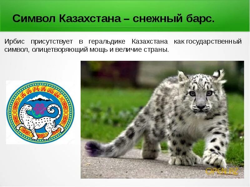 Что символизирует барс. Символ казахстана животное. символ казахстана барс. ирбис символ казахстана. снежный барс символ.