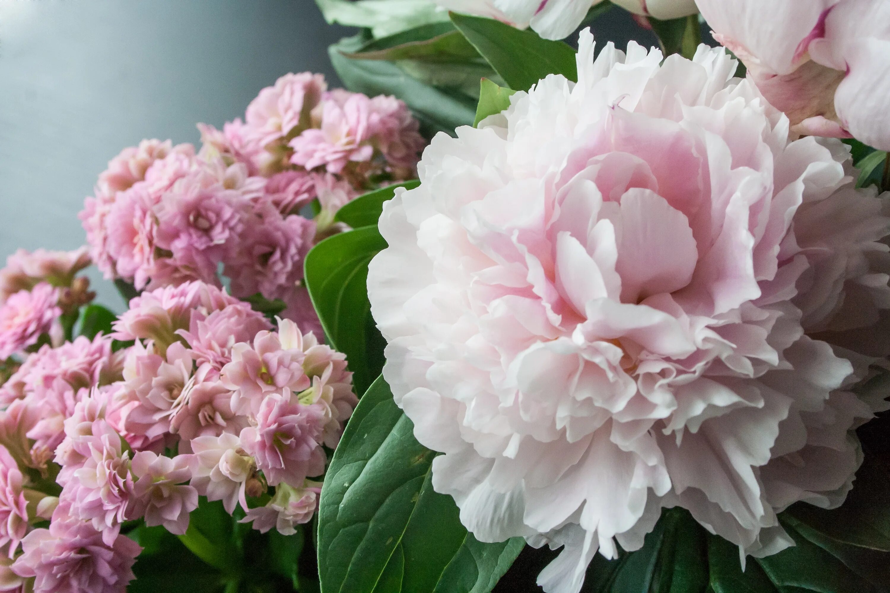 Peony blossom. Peony blossom. Пион монинг. Когда расцветают пионы. Peony blossom.