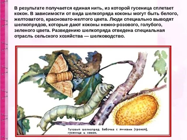 Определите тип развития тутовый шелкопряд. Тутовый шелкопряд гусеница. тутовый шелкопряд кокон. тутовый шелкопряд червяк. тутовый шелкопряд размножение.