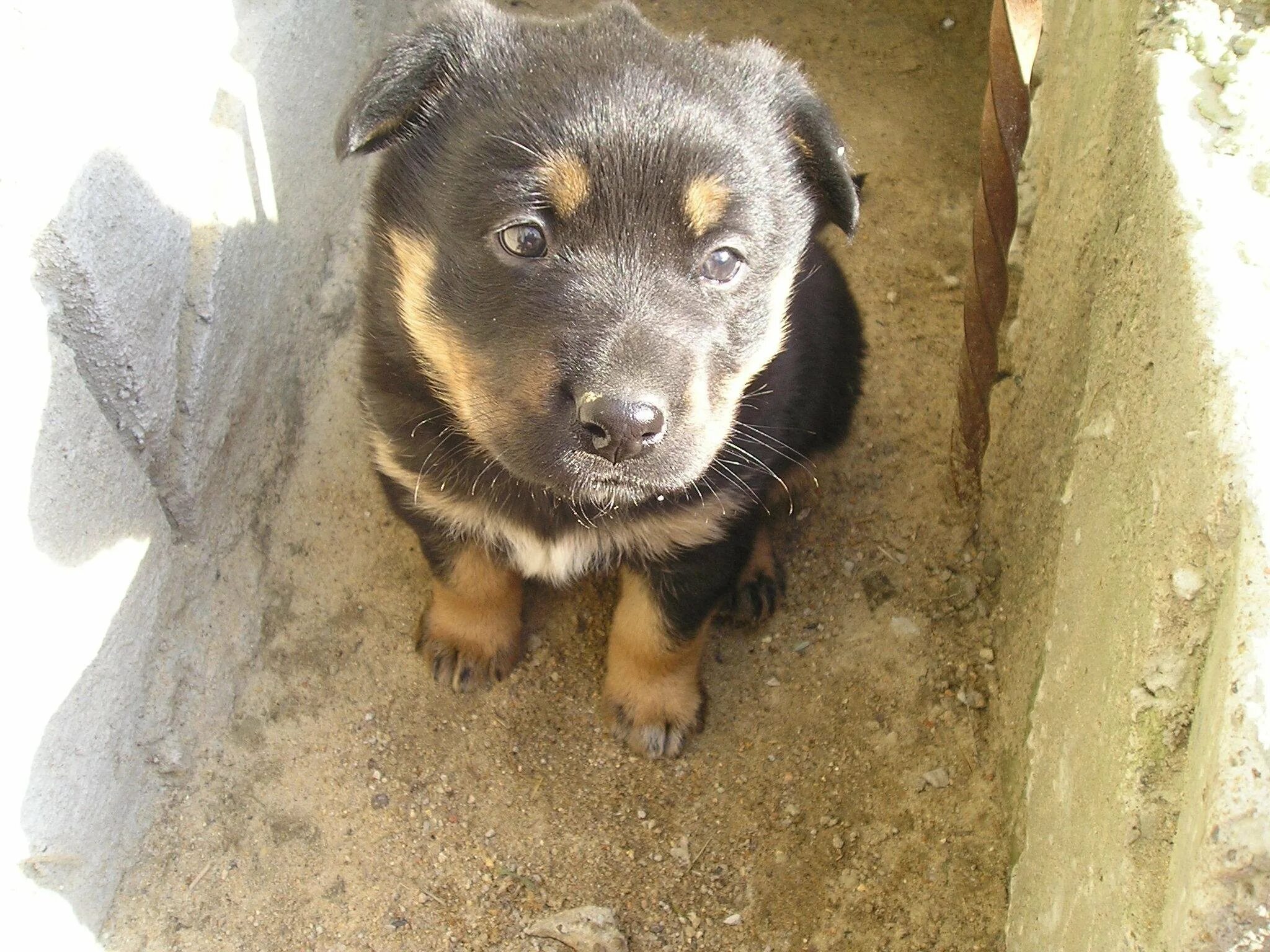 Цуцик мем. Цуцик щенок. Фотографию цуцика. Як цуцик. Цуцик.