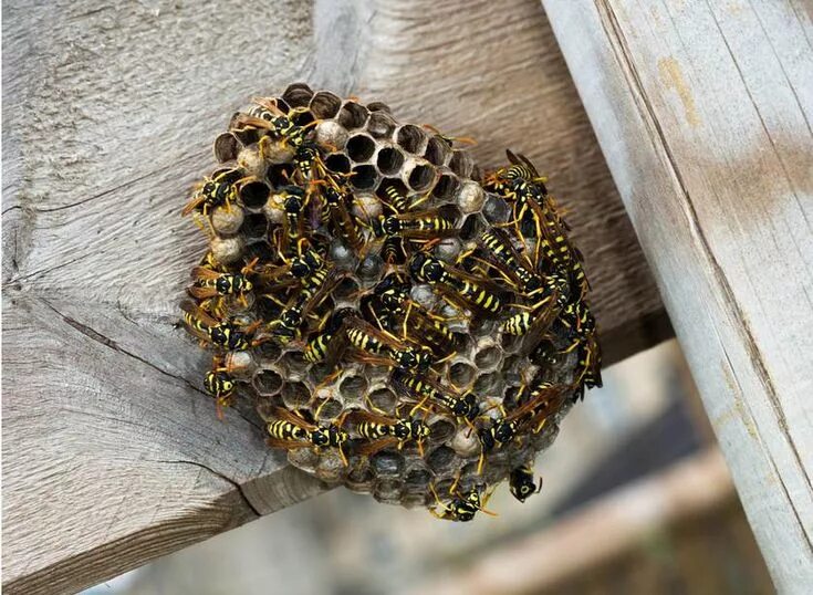 Как избавиться от осы в квартире. Polistes dominula гнездо. улей шершней. осиное и пчелиное гнездо. осиное гнездо осы.