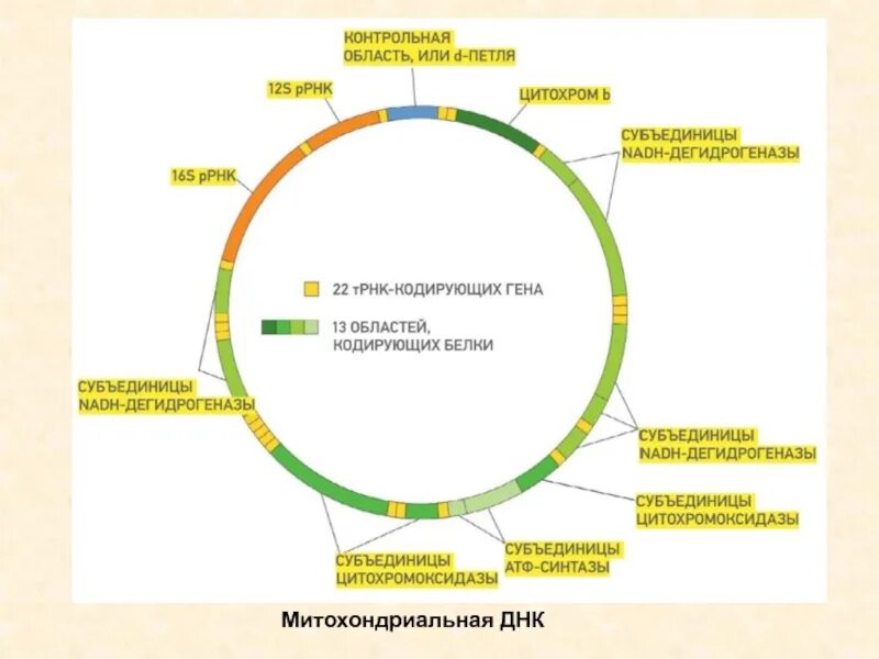 Форма кольцевой днк. Строение митохондриальной ДНК. Строение митохондриальной ДНК человека. Структура, свойства и функции митохондриальной ДНК. Структура митохондриальной ДНК.