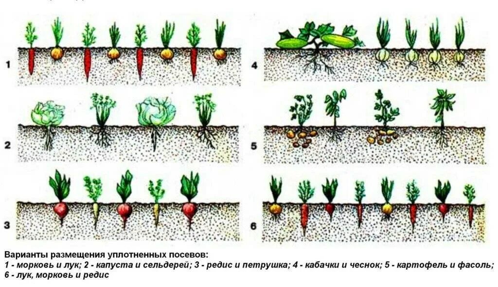 Можно ли сажать морковь рядом. Лук порей схема посадки. Схема посева посадки моркови. Схема посадки грядок.