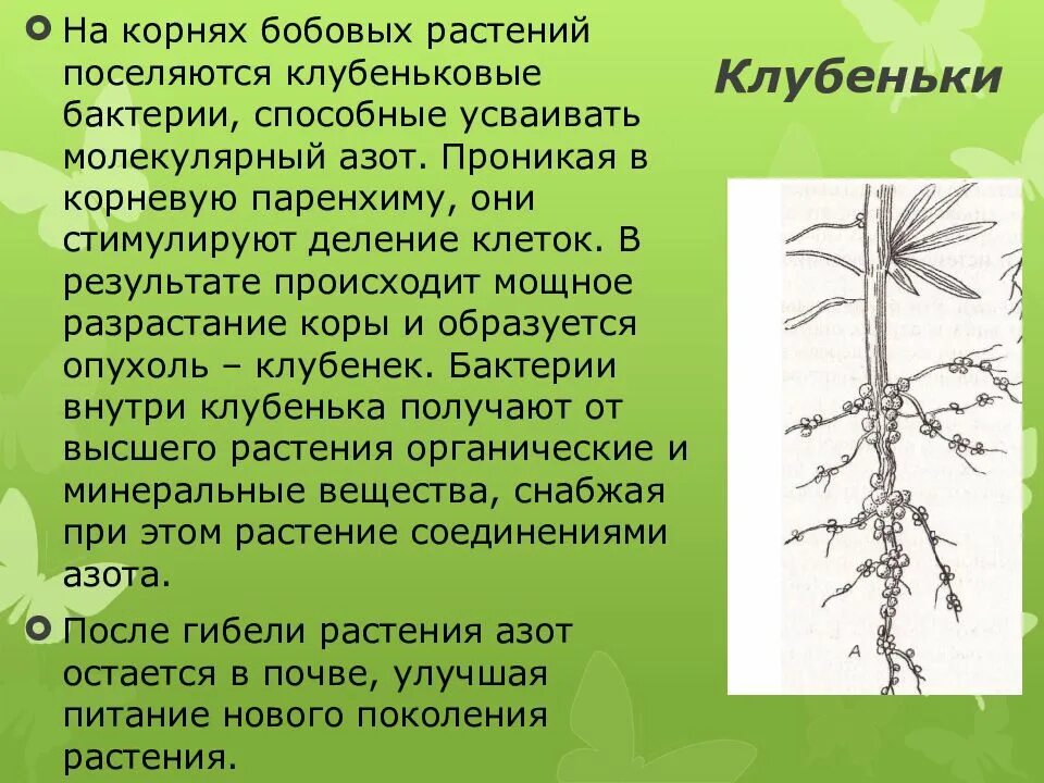Строение корневой системы бобовых. Корневые клубеньки строение. строение корня бобовых трав. клубеньки на корневищах. бактериальные клубеньки бобовые.