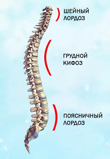 Щенок по имени лордоз. Лордоз и кифоз позвоночника. Грудной кифоз и поясничный лордоз. Кифоз и лордоз шейного отдела. Лордоз грудного отдела позвоночника.