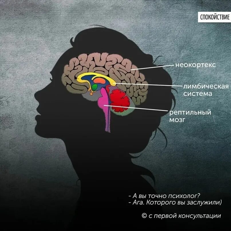 Лимбическая система и неокортекс мозга. Структура мозга неокортекс. Рептильный мозг и неокортекс. Рептильный мозг лимбический мозг и неокортекс. Неокортекс это простыми словами