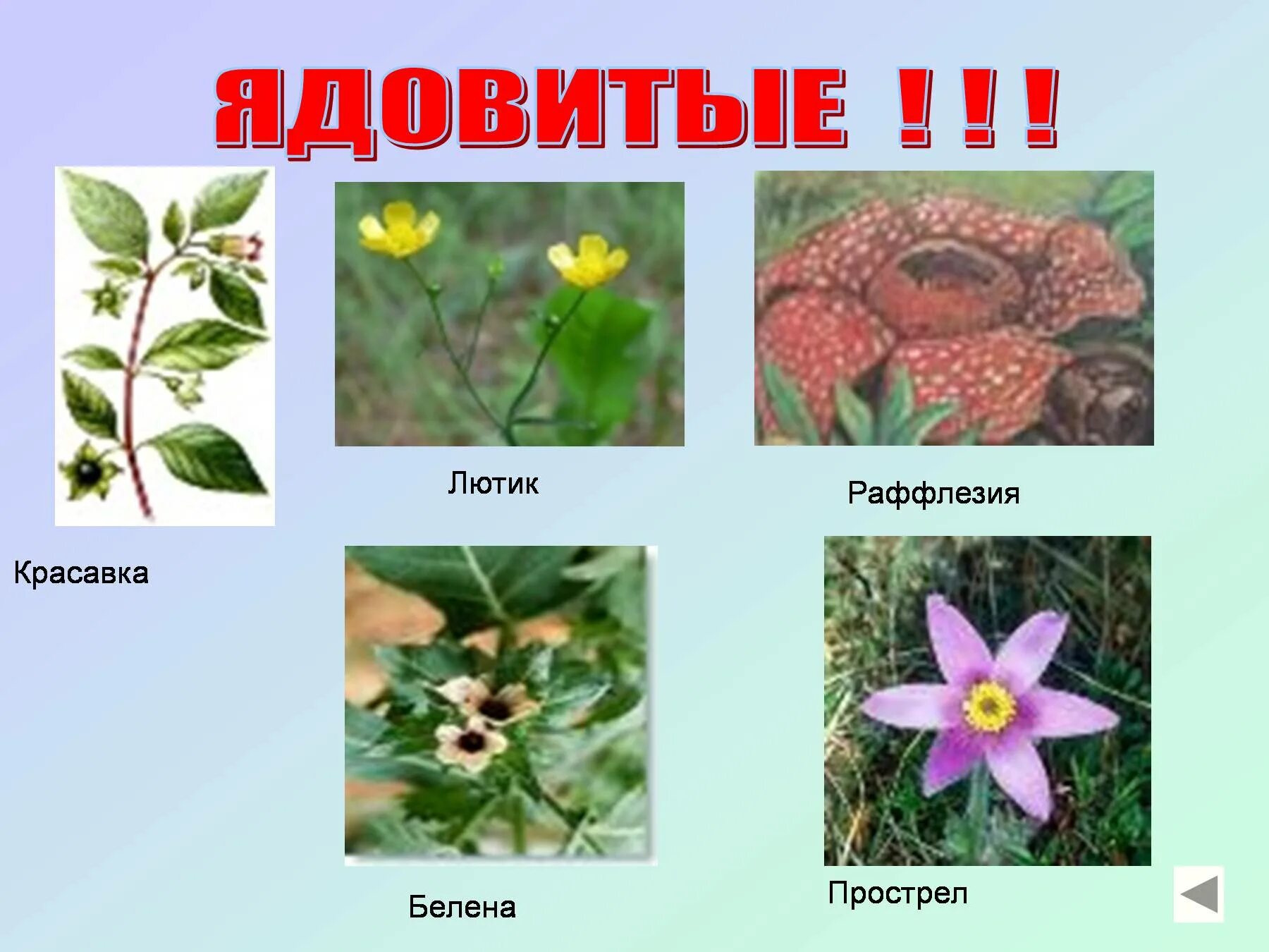 Цветковые растения названия. Картинки цветковых растений с названиями. Wdtnrjdstрастения названия. Цветниковые растения названия