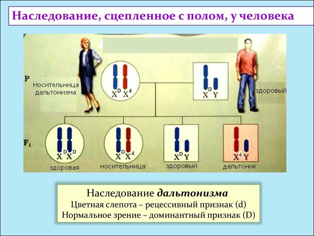 Дигетерозиготная по генам дальтонизма и гемофилии женщина. Наследование признаков сцепленных с полом у человека. Дальтонизм наследование сцепленное с полом. Наследование признаков сцепленных с полом таблица. Схема генетика пола. Наследование признаков.