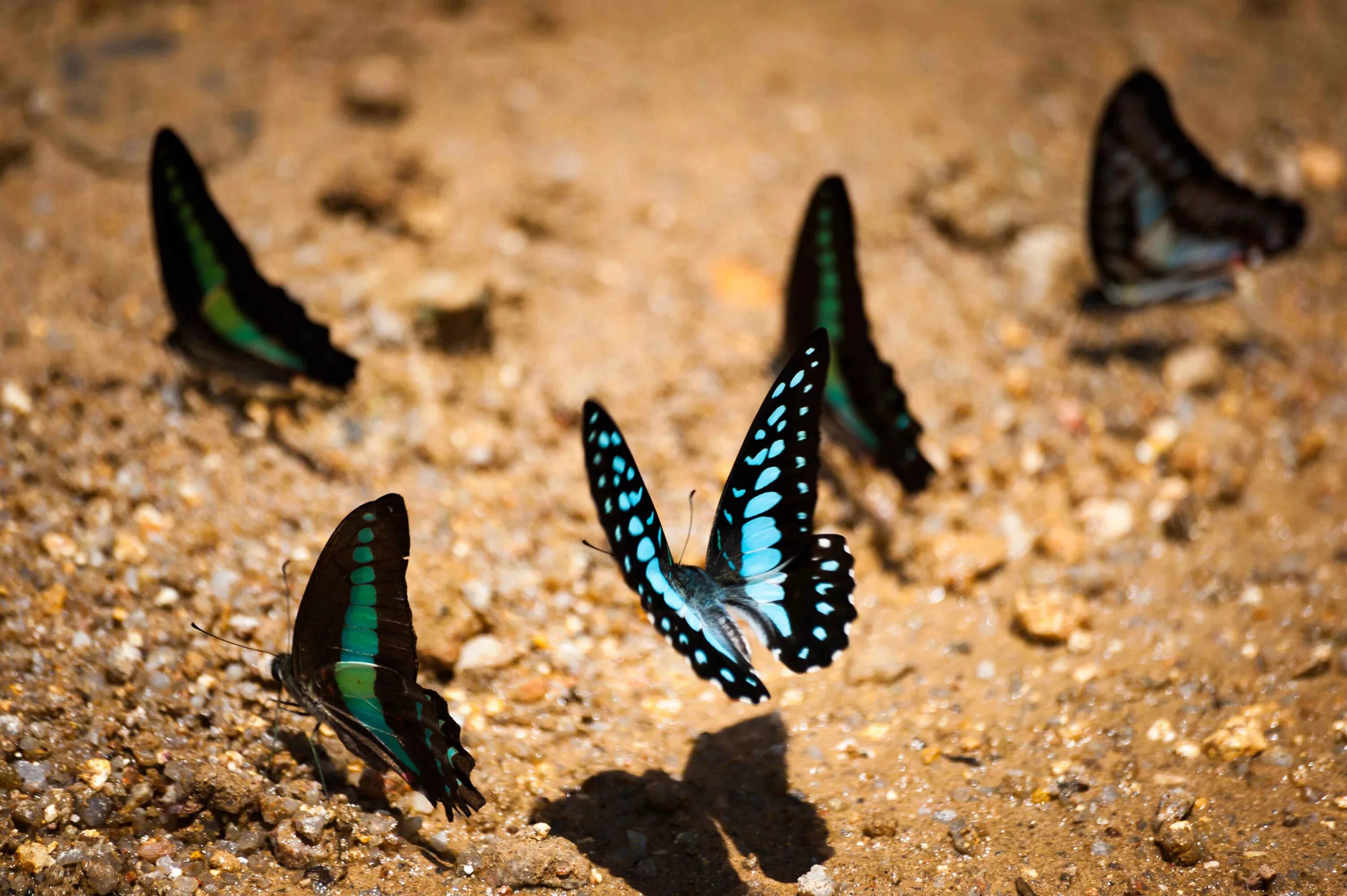 родос парк бабочек. греция долина бабочек заповедник. бабочки крыма атлас. каньоны бабочки. каньоны бабочки.