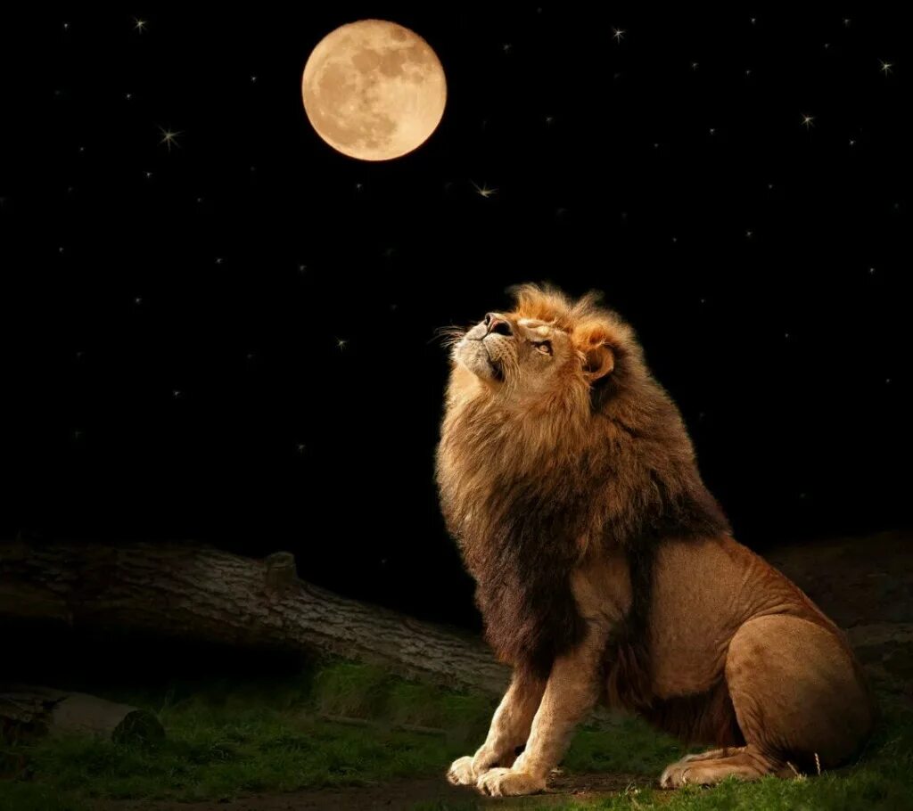 Лев под луной. Лев. Лунный лев в ночи. Солнце лев луна. Солнце лев луна.