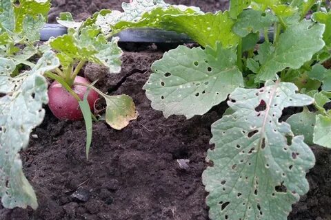 Листья редиски в дырочку что делать