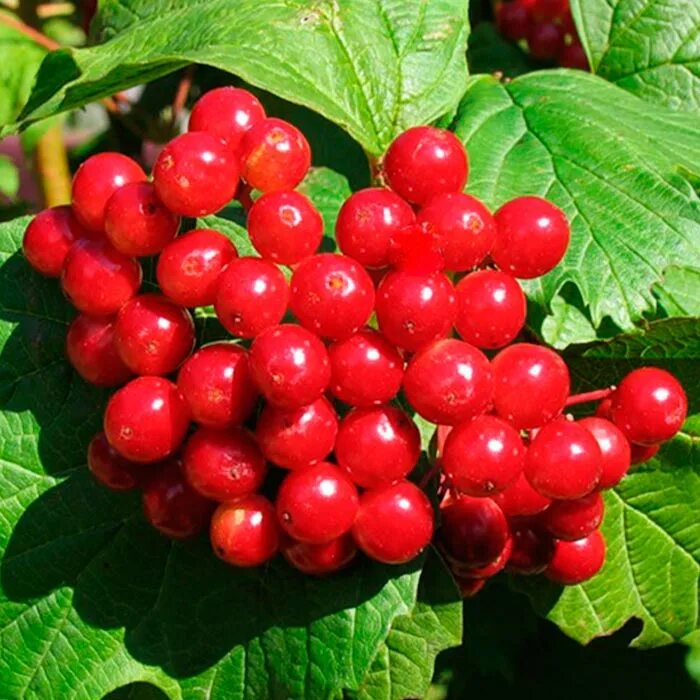 Калина ульгень. Калина обыкновенная viburnum opulus. Калина плодовая. Калина обыкновенная ягоды. Калина обыкновенная красная гроздь.