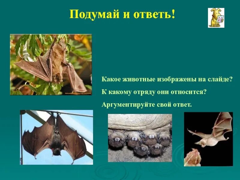 Какому классу относится изображенное животное. Какие отряды. к какому отряду относится. к какому отряду относятся эти животные?. к какому отряду относятся тростянки.