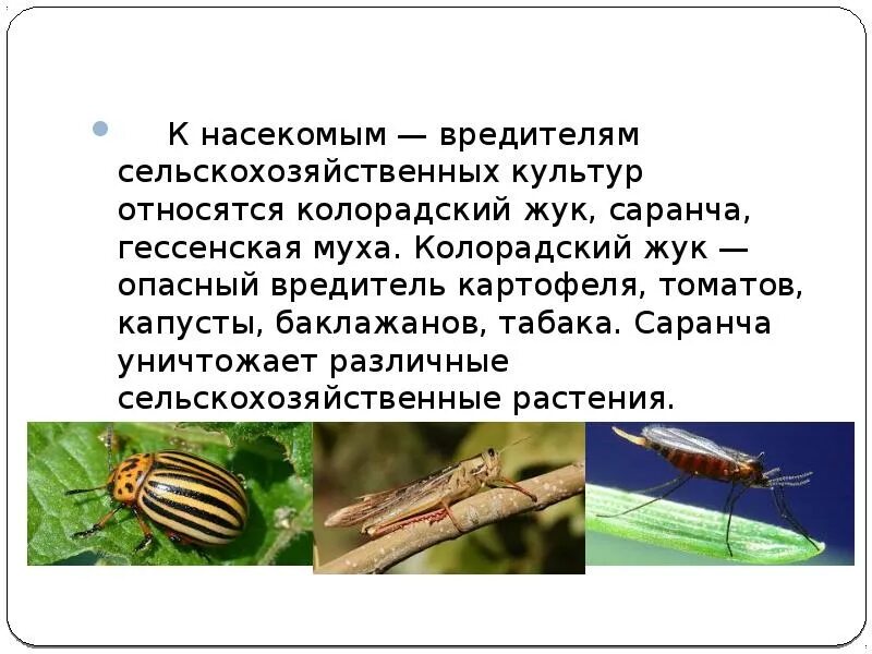 К насекомым вредителям относится. Колорадский Жук вредитель культур. Вредители СХ культур насекомые. Клопы вредители сельского хозяйства. Насекомые вредители колорадский Жук.