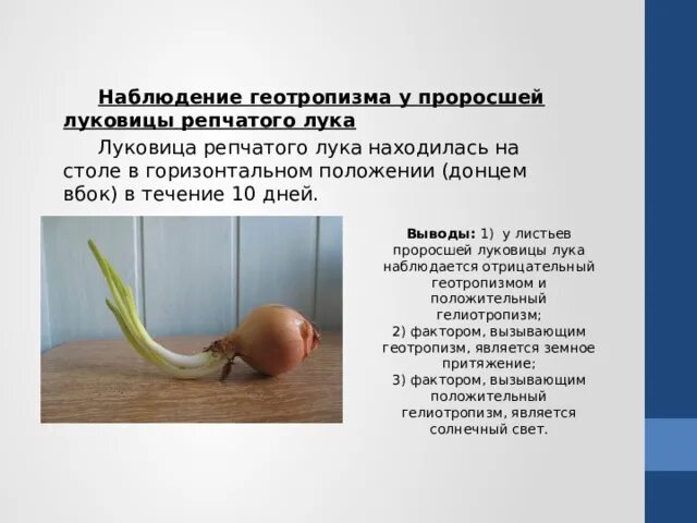 Развития луковая