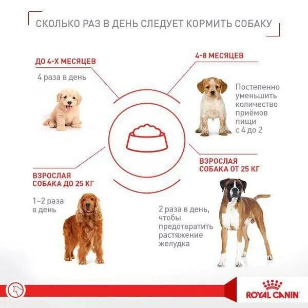 Кормление щенка сколько раз. Сколько раз нужно кормить собаку. режим питания собаки. сколько раз в день нужно кормить собаку. сколько раз в день кормить щенка в 2 месяца.