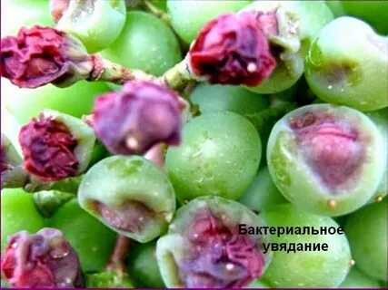 Болезни винограда на ягодах