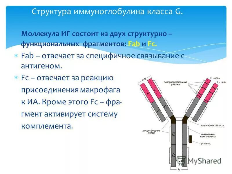 Fab фрагмент. Структура антител Fab и FC ФРАГМЕНТЫ функции.