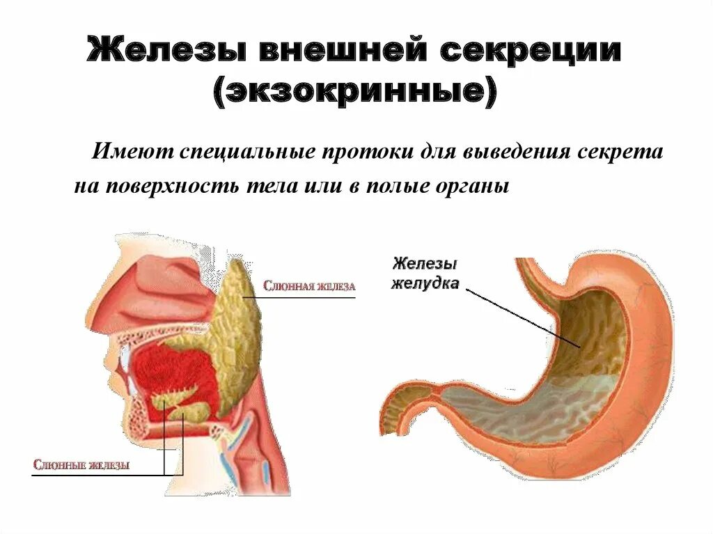 Печень железа внешней секреции. Железа нижней секреция. Железы внешней секреции имеют протоки. Секрет железы внешней секреции. Печень смешанная железа