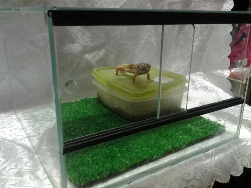 геккон эублефар в террариуме. геккон эублефар домик. что нужно для эублефара. что нужно для эублефара. геккон эублефар в террариуме.