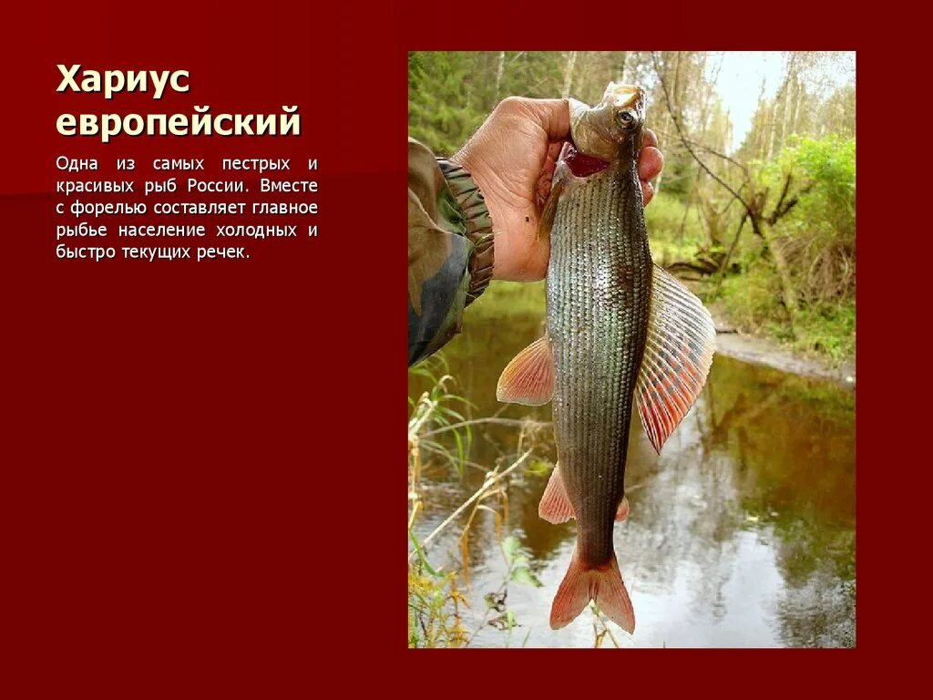 Рыбы республики коми презентация. Европейский хариус. Хариус в красной книге. Вид рыбы хариус. Европейский хариус красная книга.