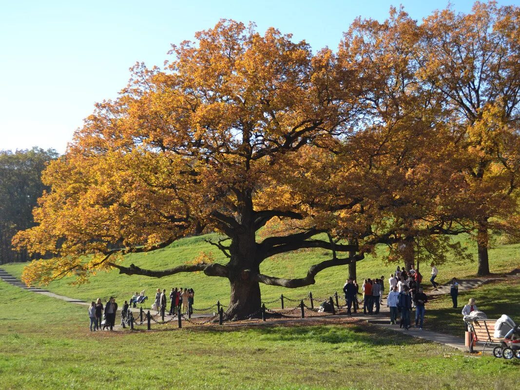 Деревья в белгороде. Дуб в шебекино 500 летний. Мемориальные деревья россии. Деревья в белгороде. Панский дуб белгородская область.