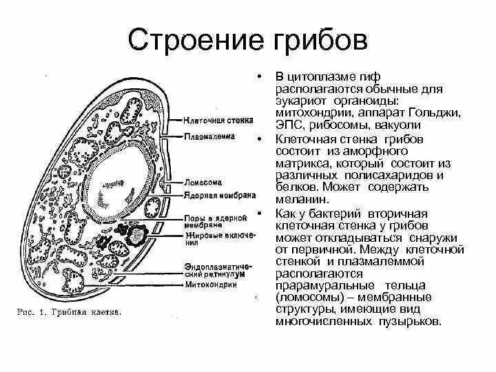 Клетка гриба строение 5 класс. Клетка гриба схема. строение клетки гриба. мембранные органоиды грибной клетки.