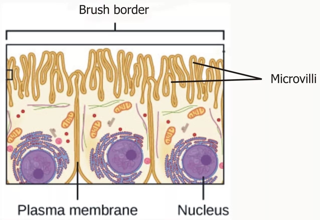 Microvilli. Brush border membrane. Intestinal Brush border. Intestinal Cells.