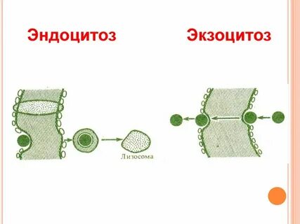 Эндоцитоз гликолиз