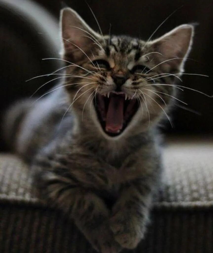 Котенок улыбается. Котик смеется. Улыбка кота. Улыбающиеся коты. Котик смеется.