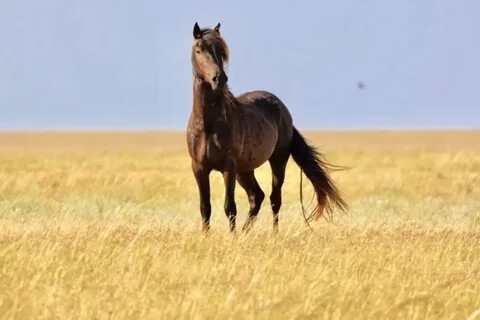 Остров мустангов ростовская область