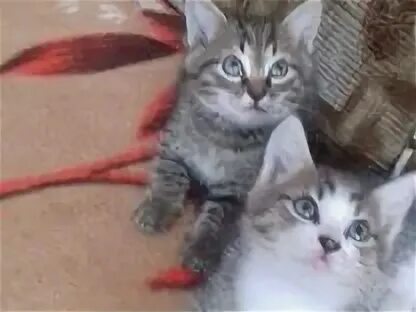 Котята в добрые руки в энгельсе. Котята в добрые руки в энгельсе