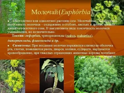 Сок молочая