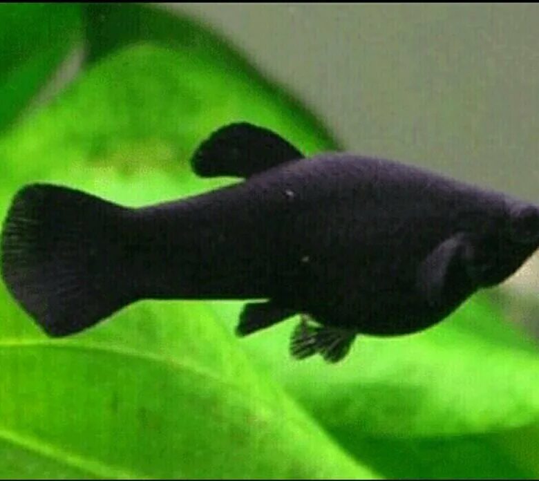 Как отличить самца моллинезия. Моллинезии сфенопс. Аквариумная рыбка Моллинезия черная. Моллинезия аквариумная черная. Чёрная Молли (Моллинезия).