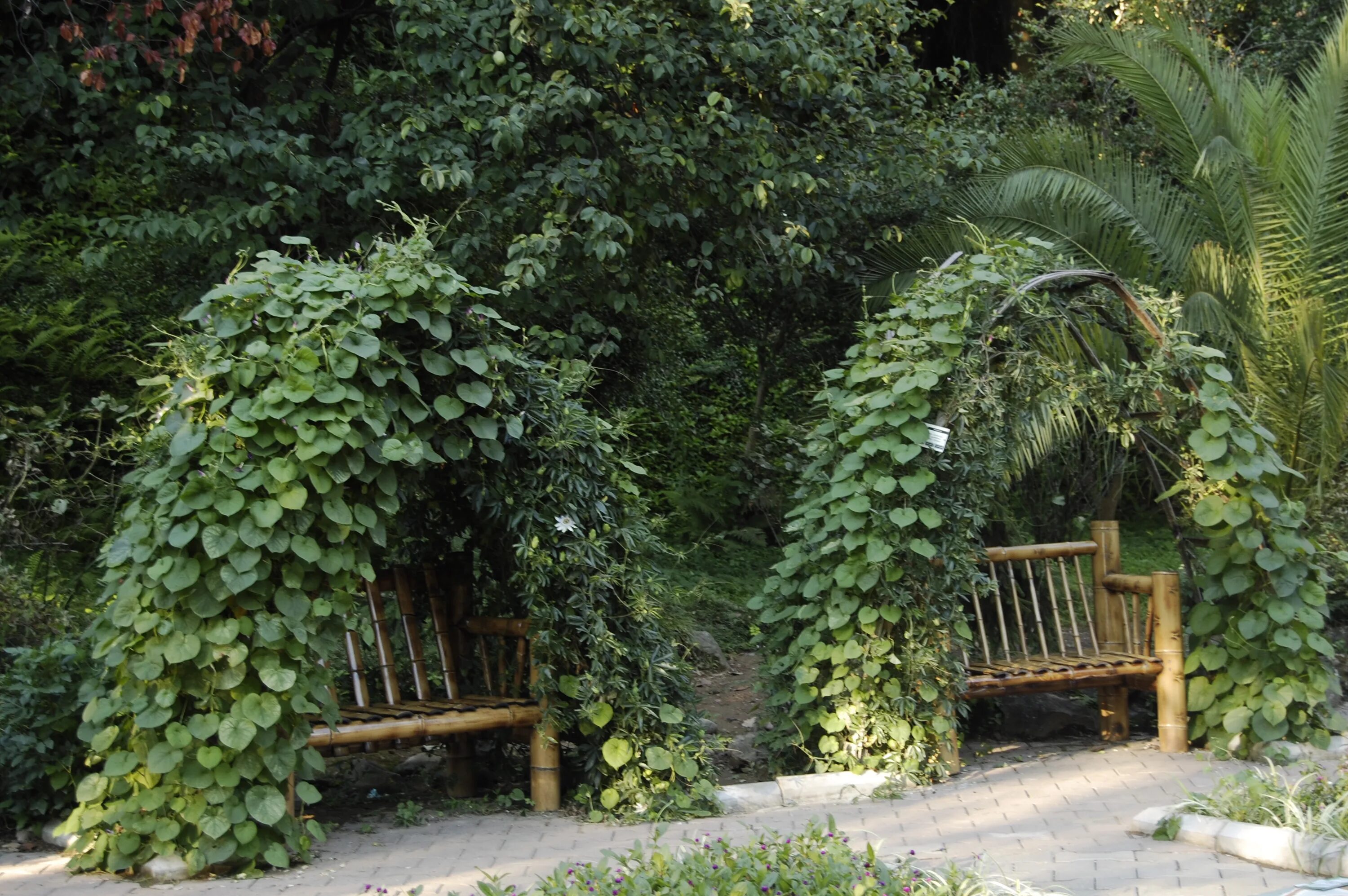 Gardens батуми. Батумский ботанический сад. батуми ботанический сад wedding ceremony. батуми ботанический сад фото.