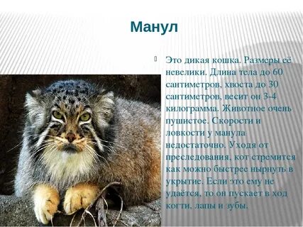 Манул краткое сообщение 4 класс